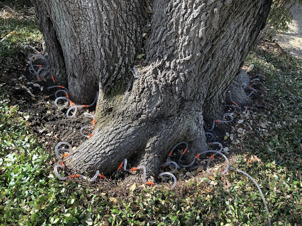 Detailed Tree Cabling and Bracing job site in Navajo Dam