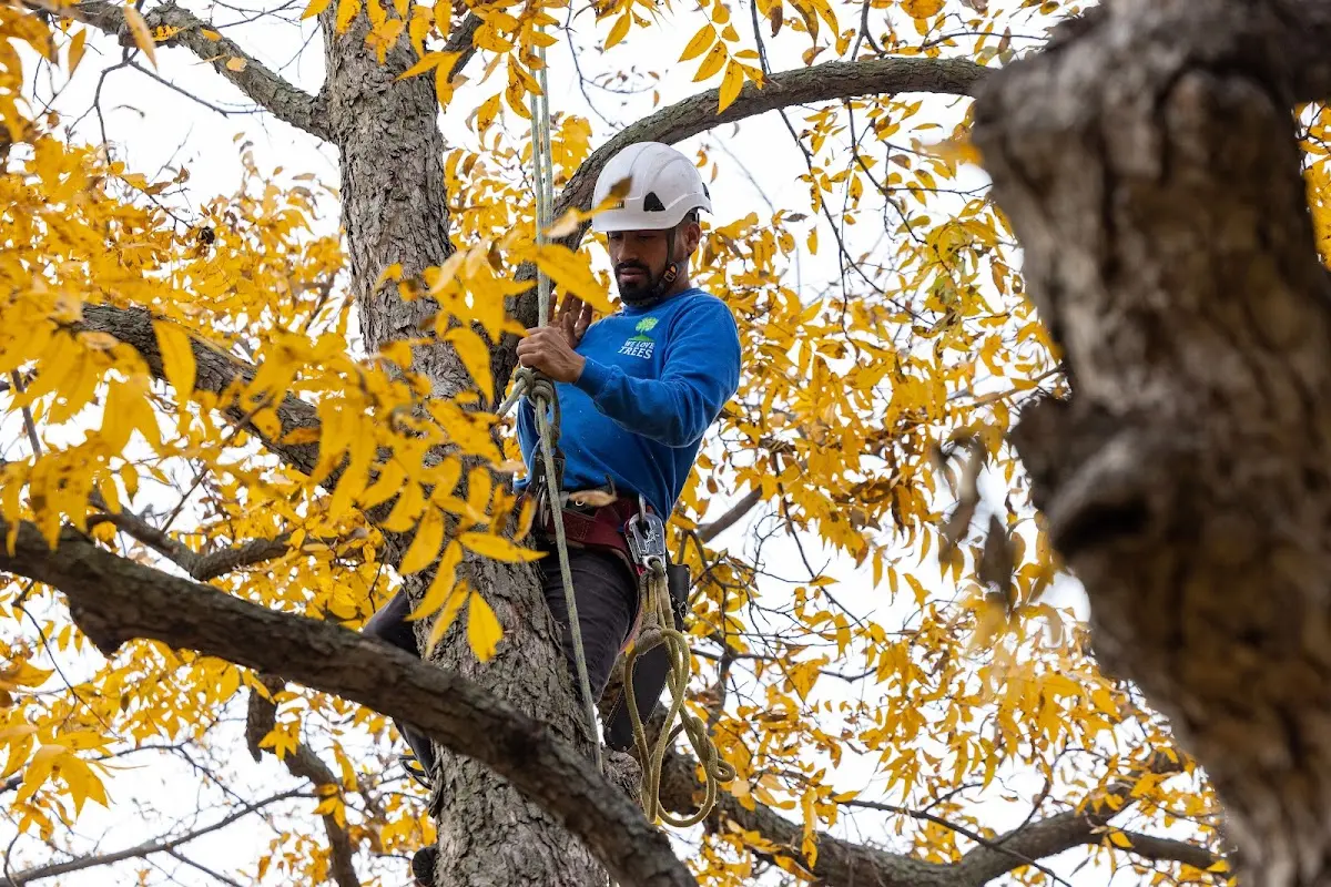 Skilled Tree Pruning crew working in Navajo Dam